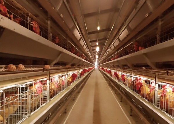 种鸡人工授精笼